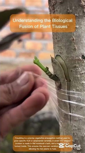 Comparing T-Budding to Traditional Whip and Tongue Grafting