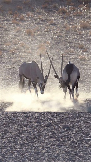 The Amazing Oryx 🦌 #wildlife