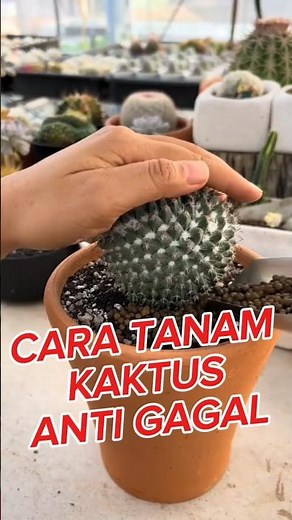 How to plant cactus without failure