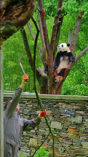 福宝坐树上监工谢奶爸砍树，谢奶爸还拿树枝逗福宝 #panda #大熊猫 #福宝 #cute
