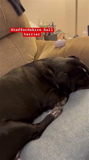 Staffie characters are so cute #dog #anjing #doglife #dogshorts