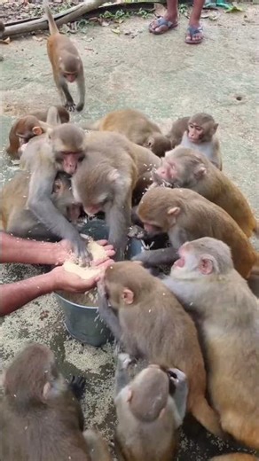 The REAL Reason Monkeys Eat So FAST! 🤯 Survival Tactics You Didn't Know! 🐒🍽️