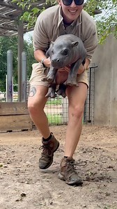 577K views · 19K reactions | Keeper Sierra: Mic’d Up…kinda. #mars #babyhippo #pygmyhippo | Tanganyika Wildlife Park | Facebook