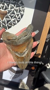 671 reactions · 27 shares | 麗 The Venice Shark Tooth Festival is a must for fossil fanatics, collectors, and anyone who loves a little prehistoric thrill. Make sure you catch it next year! : Venice | LoveFL | Facebook