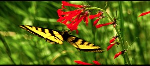 "The Experiment" featuring John Harte, Paul Ehrlich and Michael Tobias - MAHB