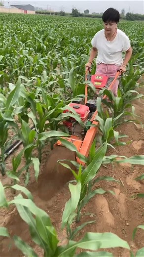 Modern Farming: Efficient Mini Power Tiller for Corn Fields! 🌽#Farming #Agriculture #MiniTiller