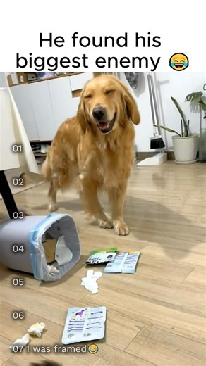 He found his biggest enemy 😂 #shortfeed #funnydogs #dogs