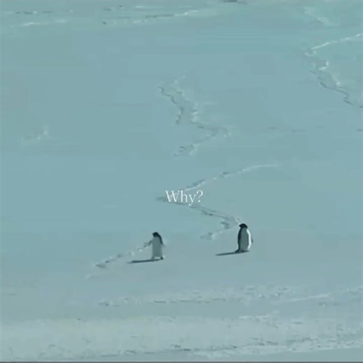 The Nihilist Penguin: An Existential Journey