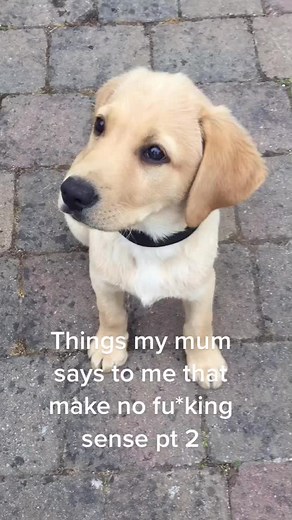 #lab #Labrador #labradorretriever #puppy #dog #fypシ #cute #supercute #viral #goldenlab #cutepuppy