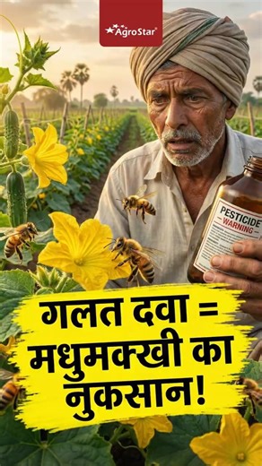 Cucumber Farming: Which pesticides to avoid after flowering | Kheera ki kheti | AgroStar