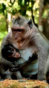 1.2K views · 11 reactions | Jinx approached the young monkey Jester to play with him. They are ecstatic. #monkey #nature #animals #wildlife #adorablemonkey #funny #monkeymono | Monkey Mono | Facebook