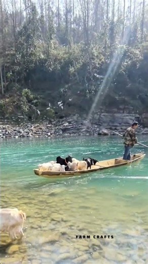 مزارع يضع الماعز في قارب لعبور النهر - الحياة في المناطق الريفية