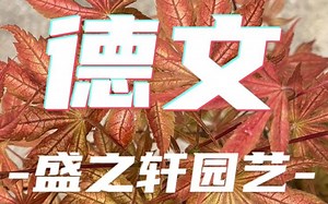 【盛之轩实拍】德文 / 迪瓦恩_哔哩哔哩_bilibili