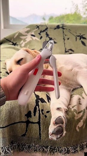 Dog Nail Cutting 😱