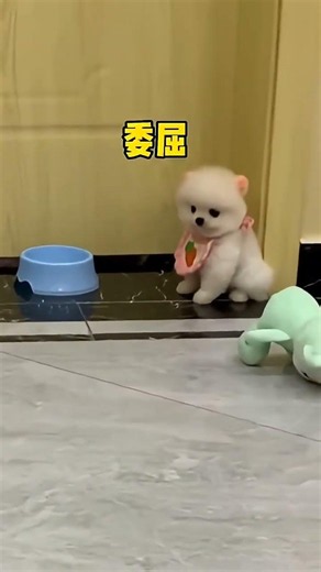 Sweet Little Furball 🐶🧸 #Minidog #adorablepups