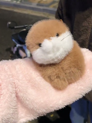 Cute otter gift request #PlushToys #Obsessed #Doll