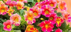 How to Grow and Care for Petunias | DoItYourself.com