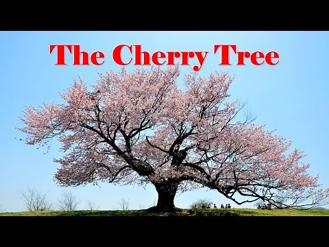 The Cherry Tree | Story for kids in English | Moral Stories | Learn English through story | CBSE