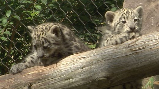 208K views · 3.1K reactions | CUTE ALERT! Two adorable snow leopard cubs at Cape May County Park/Zoo were having a blast playing outside with their momma earlier today. It may be the cutest thing we've seen all week. | FOX 29 | Facebook
