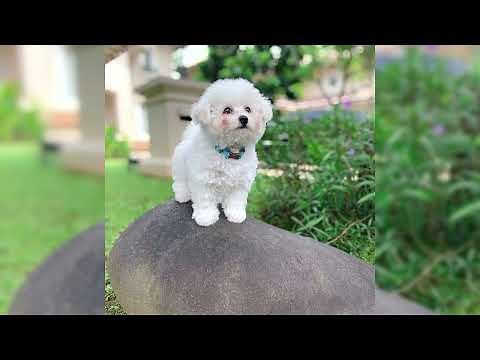 Bichon frise. Avantages et inconvénients, Prix, Comment choisir, Faits, Soins, Histoire