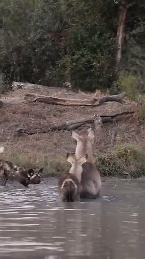 Ruaha National Park Tanzania! #safari #wildlife #nature #animal #africa | NL Liones AS