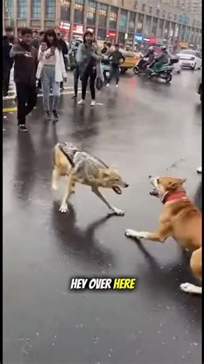 A Jackal Ran Into Traffic… The Dog Reacted First 😳
