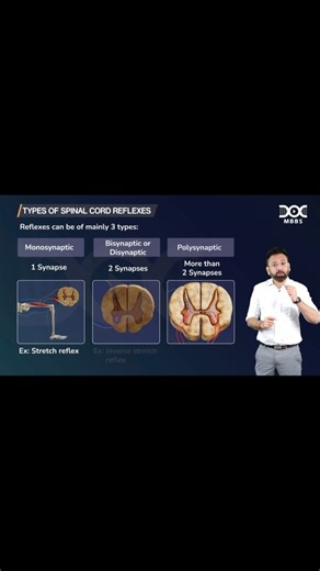 DrNaveen Porwal on Instagram: "🧠 Reflexes in a flash ! Do you know how many synapses your spinal cord uses for a reflex ? Let’s decode it — Monosynaptic, Disynaptic & Polysynaptic Reflexes explained in seconds! ⚡ 🎓 Perfect for MBBS, NEET-PG, and INICET aspirants — this concept will definitely show up in your exams ! Save 🔖 Share ↗️ and Tag your study buddy 👩‍⚕️👨‍⚕️ Reflexes are the foundation of neurophysiology — rapid, automatic responses controlled by the spinal cord without higher brain 