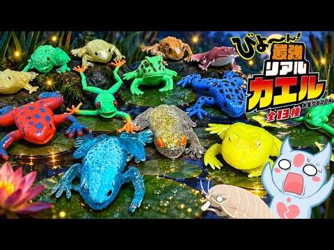 Boing! Opening the Ultimate Realistic Frogs [Takarajimasha]: Frog Guide & Quiz