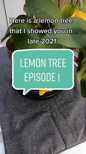 Episode 1: Harvest of my lemons and a big cut for my lemon tree #bonsai #bonsaitree #pruning #lemon #lemontree