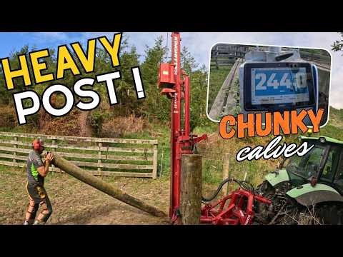 Fixing Cattle Yards and Weighing Angus Beef Calves