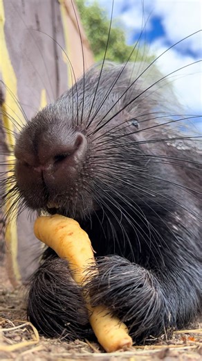 Porcupine ASMR: The Unique Chewing Habit Explained