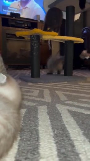 Scottish Fold Kittens for adoption in Minnesota #scottishfold...