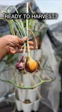 How To Know When Your Onions Are Ready To Harvest 🧅#Onions #VegetableGarden #Gardening #shorts