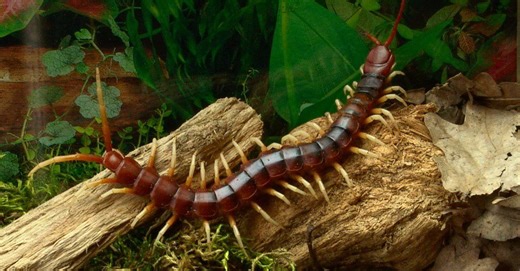This Giant Centipede Was Eaten by Her Own Babies
