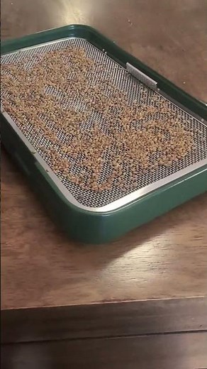 Alfalfa Grow Video & instructions