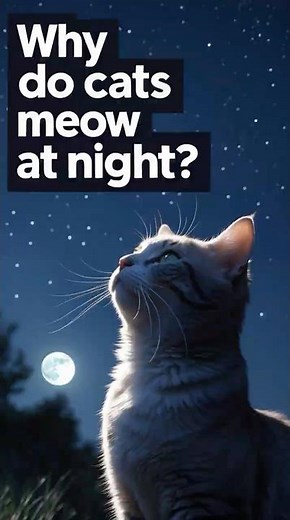 Why Do Cats Meow at Night? Mysterious Feline Behavior Explained!