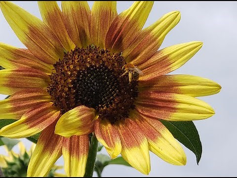 Did you know that sunflowers need to be pruned