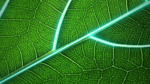 Agricultural technologies for growing plants and scientific research in the field of biology and chemistry of nature. Living green leaf with scientific data . Organic digital background