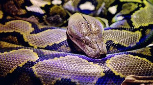 Marseille : le "boa constricteur" recherché dans un parc était... une couleuvre