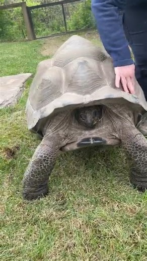 231K views · 2.4K reactions | SO CUTE! This Aldabra tortoise at the Nashville Zoo loves a good shell scratch! Turtles and tortoises have nerve endings in their shells and can feel when being touched. https://bit.ly/4dakT5w  Nashville Zoo | WZTV FOX 17 News, Nashville | Facebook