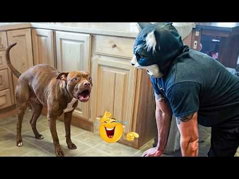 Hilarious Dogs That Will Make You Laugh Instantly 😂🐶 Funny Dog Video 2026