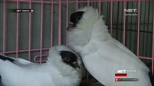 Banting Setir dari Guru Honorer menjadi Ternak Merpati Hias | MDTV