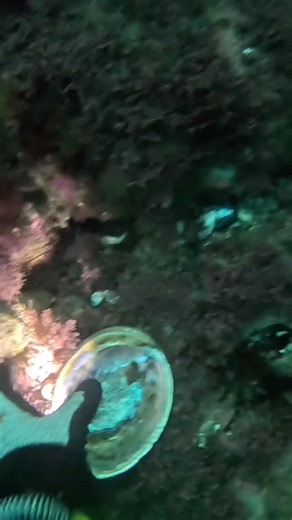 Finding an amazing abalone shell while diving today #spearfishing #abalone #diving #danapoint
