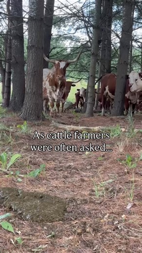 🐂 Longhorn vs. Hereford Series – Part 3: Meat Quality Beyond history and personality, what really sets these two breeds apart is what ends up on the dinner table. So here’s the breakdown from a cattle farmer: 🌵 Texas Longhorns Longhorn beef is lean—naturally lower in fat and cholesterol compared to most beef. It’s a great option for health-conscious eaters who still want rich beef flavor without as much marbling. Because of their slower growth and rangier build, Longhorns don’t pack on the sam
