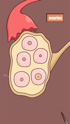 Health | Animation | Body | on Instagram: "Ever wondered how IVF actually works? It’s not just science; it’s a whole adventure! From finding the perfect egg to the final "delivery," see how modern medicine makes miracles happen. Follow @healthmanazer11 for moree Watch till the end to see the "special delivery!" 🚚💨 #IVF #MedicalAnimation #HowItsMade"