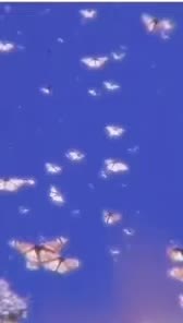 Blue Butterfly Live Wallpaper
