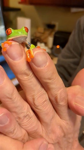 Red-eyed tree frog this evening!