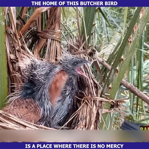 The home of this butcher bird is a place where there is no mercy | Colorado Mountain Club- Pikes Peak Group