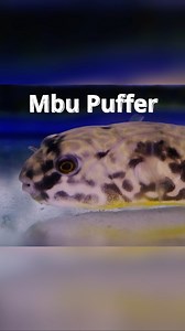 11 reactions | The Mbu Puffer a TRUE FRESHWATER puffer. A TRUE interactive aquatic pet! #puffer #pufferfish #aquariumfish #africanfish #tropicalfish | Carolina Aquatics | Facebook