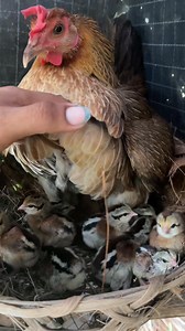 47K views · 1K reactions | Bagong pair sa ating breeding pen | DIskarte ni KUYA JAY | Facebook